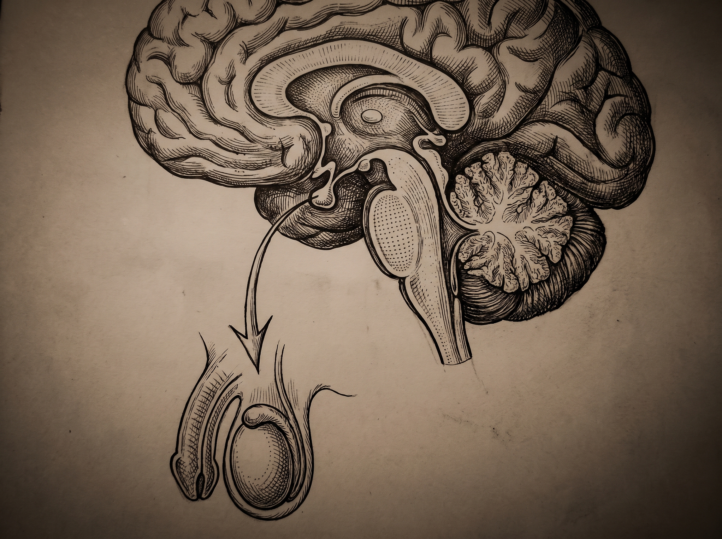 Anatomical cross-section illustration of the male hypothalamic-pituitary-gonadal axis rendered in fine medical line art —…